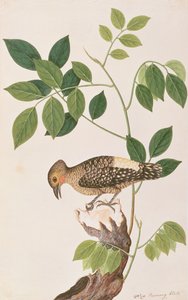 バフランプドキツツキ、マラッカの鳥の絵、1805-18年頃（紙にトイレ）